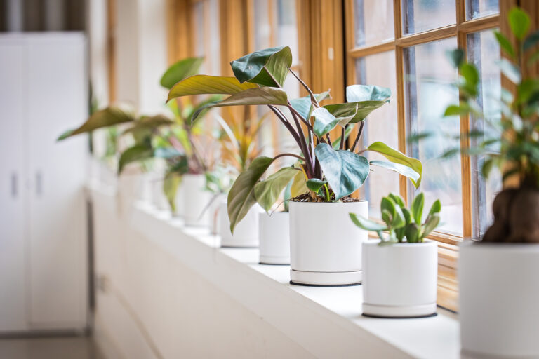 Acu Williamsburg New 196 Edit 768x512