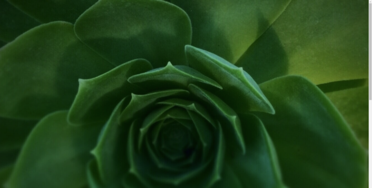 trupathwellness suculent photo 768x389